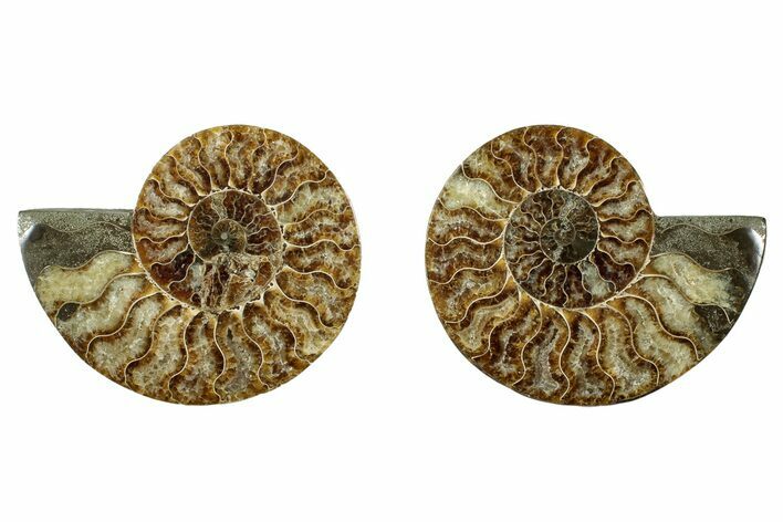 Cut & Polished, Agatized Ammonite Fossil - Madagascar #344484